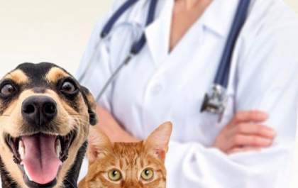 Apap e Prefeitura fazem parceria para castração de cães e gatos em Penápolis