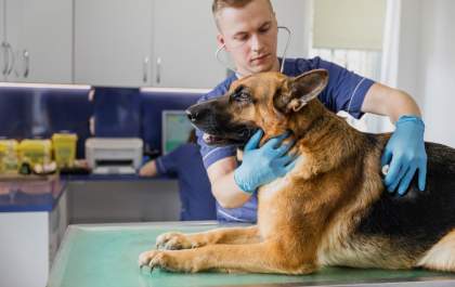 Dia do Médico Veterinário: conheça outras áreas para além do atendimento clínico