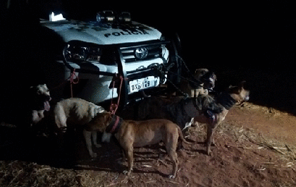 Polícia Ambiental flagra caçadores ilegais de javali