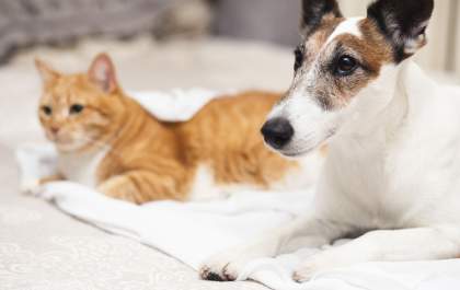 Senado aprova aumento de pena para quem maltratar cães e gatos 