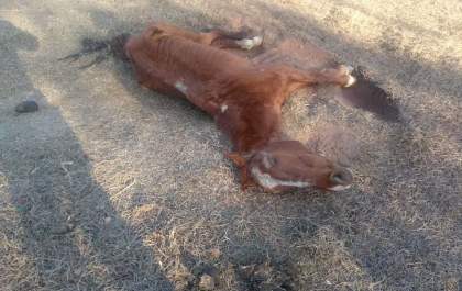Polícia Ambiental multa proprietário de cavalo por maus tratos em Andradina