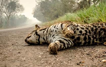 Petição cobra ações sobre queimadas que atingem o Pantanal
