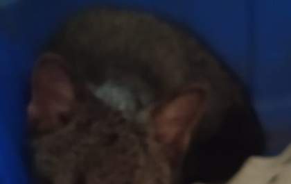Filhote de cachorro do mato é resgatado durante incêndio