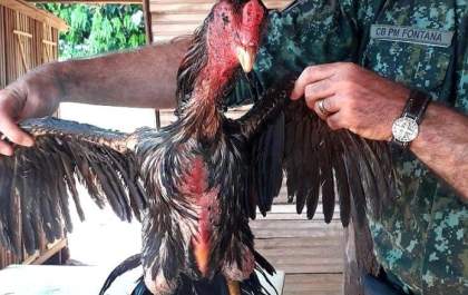 Polícia Ambiental flagra rinha de galos e autua infratores em R$ 321 mil