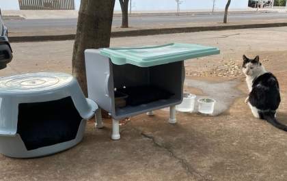 Mãe e filha desenvolvem projeto para cuidar dos animais de rua&nbsp;