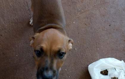 Filhote de 8 meses está desaparecido