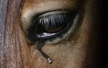 Polícia investiga possível maus-tratos a cavalo em Birigui