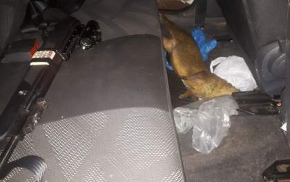 Caçador é detido por matar cutia na Cascalheira