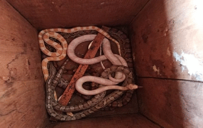 Polícia Ambiental apreende cobras em residência de Jales