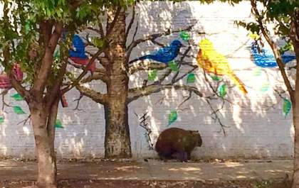 Capivara descansa debaixo de árvore pintada em muro no Jardim Alvorada