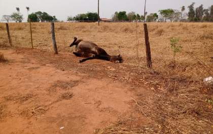 Propriedade rural tinha 26 animais desidratados e desnutridos