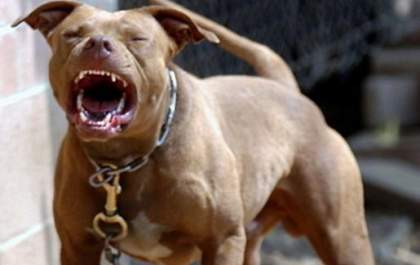Carteira é atacada por pit bull durante entrega de correspondência