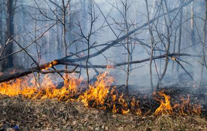 Pelo menos 11 Vacas morreram queimadas em incêndio