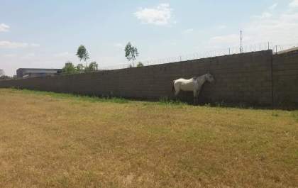Cavalo sofre amarrado embaixo de sol em Três Lagoas