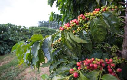 Queda no preço do café nesta terça-feira (6)