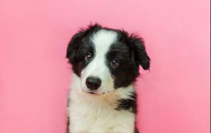 Outubro Rosa Pet: castração é grande aliada para a prevenção do câncer de mama em animais