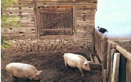 Em Brasilândia, porcos comem carne de idoso encontrado morto em chiqueiro
