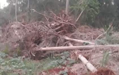 Polícia Militar Ambiental autua homem em R$ 5,5 mil por desmatamento em MS