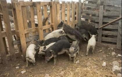 Idoso comido por porcos foi morto com tiro no peito
