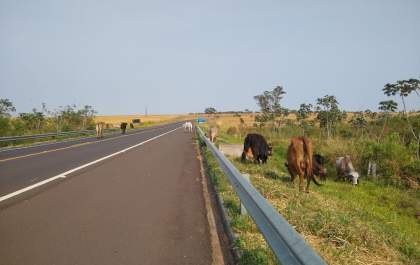 Reportagem flagra vários bovinos soltos em rodovia entre Araçatuba e Birigui