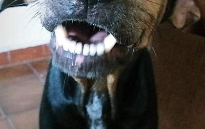 Ajude a encontrar Boris