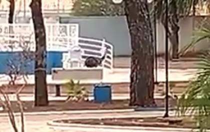 Ema é vista passeando na Praça do Alvorada