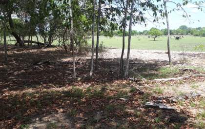 PMA de Três Lagoas autua pecuarista em R$ 10 mil por degradação de matas ciliares