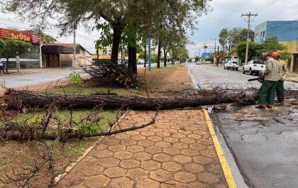 Duas árvores caem em avenidas após chuva em Três Lagoas