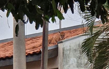Onça parda é encontrada no telhado de residência
