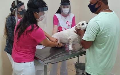 Dos animais atendidos no Outubro Rosa Pet, 75% foram diagnosticados com nódulos nas mamas