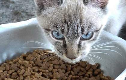 Vereadores analisam projeto que autoriza instalação de comedouros para animais de rua