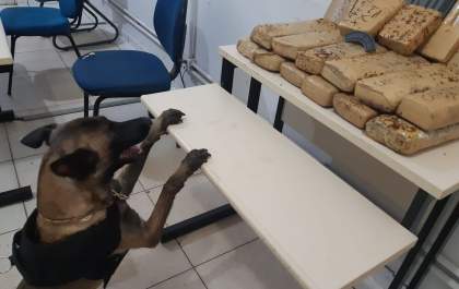Cão farejador encontra drogas na rodoviária de Três Lagoas