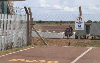 Polícia Militar Ambiental de Três Lagoas captura ema em aeroporto da cidade