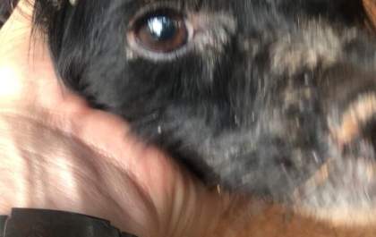 Polícia Militar Ambiental autua em R$ 1,5 mil cuidador de cães por maus-tratos a três cachorros