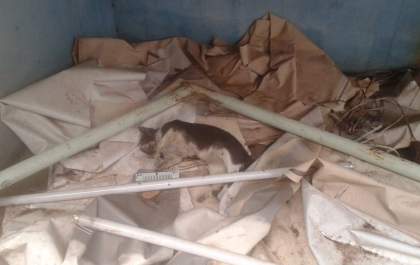 Gatos são envenenados em massa em Três Lagoas