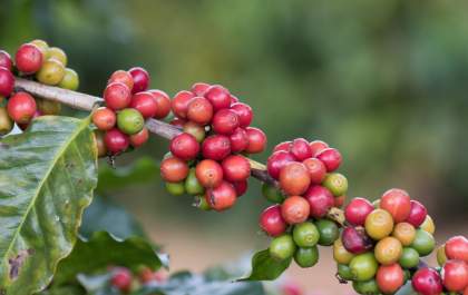 Terça-feira (17) começa com alta no café