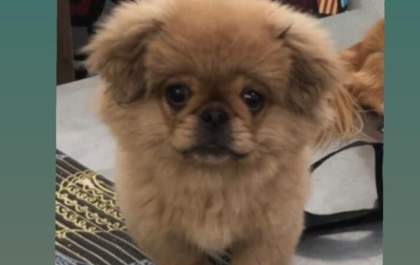 Ajude a encontrar Sofia