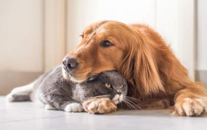 Cães e gatos: saiba como introduzir um novo pet à família