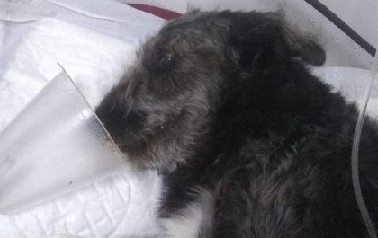 Cão salva menina de 12 anos ao lutar com cobra e acaba internado