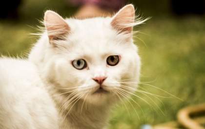 Ração 100% natural oferece nutrição para crescimento e desenvolvimento dos pets&nbsp;