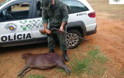 Homem é preso por matar capivara a tiros e arrastá-la com trator