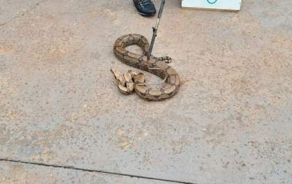 SUSTO: Jiboia de cerca de 2 metros é encontrada em cozinha