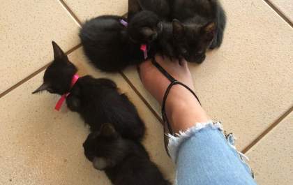 Gatinhas abandonadas buscam um lar