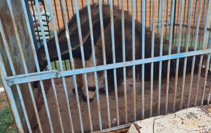 Tamanduá bandeira encontrado ferido recebe tratamento veterinário no quartel da PMA
