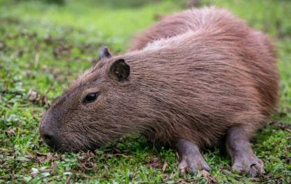 Capivara fica presa em posto de combustível, mas foge antes de ser capturada