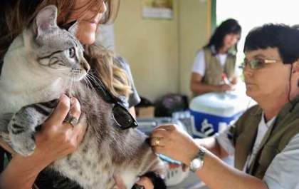 Doença infecciosa transmitida por gatos é confirmada no Brasil