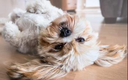 Está com um doguinho novo na família? Veja mais de 400 ideias para batizar o pet