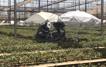 Suzano abre 55 novas vagas para a região de Três Lagoas