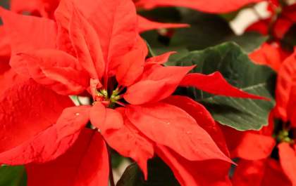 Qual é a planta que mais combina com o Natal?