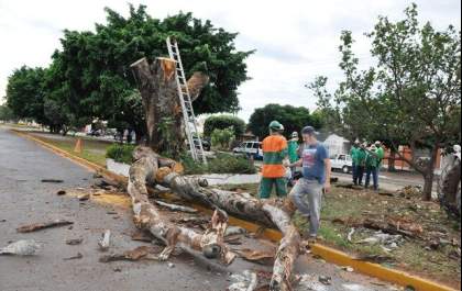 Hojemais 20 anos: A derrubada do centenário Jatobá